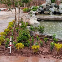 黃蠟石廠家供應中式庭院黃蠟石 刻字黃蠟石可定制